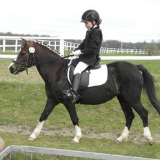 Welsh Mountain (sec A) Thaemen's Paola (Mille)