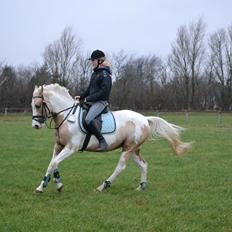 Anden særlig race Sweet Heart (Tweedy)