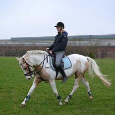 Anden særlig race Sweet Heart (Tweedy)