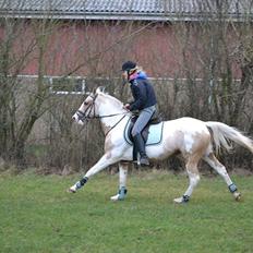 Anden særlig race Sweet Heart (Tweedy)