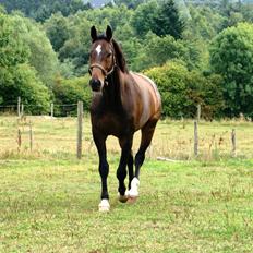 Dansk Varmblod Licrido af Tanderupholm