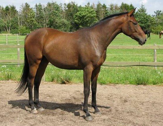 Dansk Varmblod José af Granly billede 5