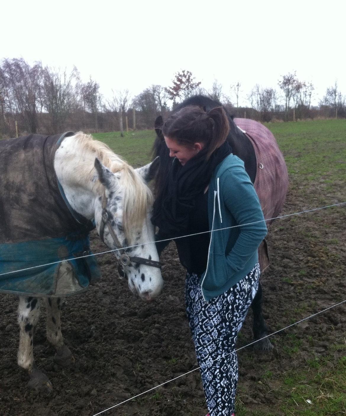 Knabstrupper Ponygaardens-Opmann billede 18