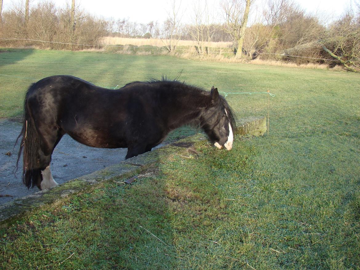 Irish Cob Barbie R.I.B billede 20
