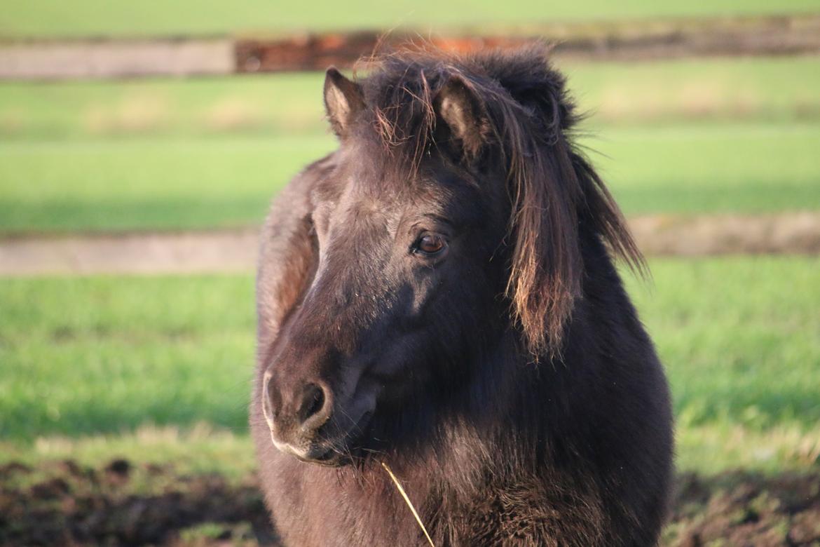 Shetlænder Lise billede 25