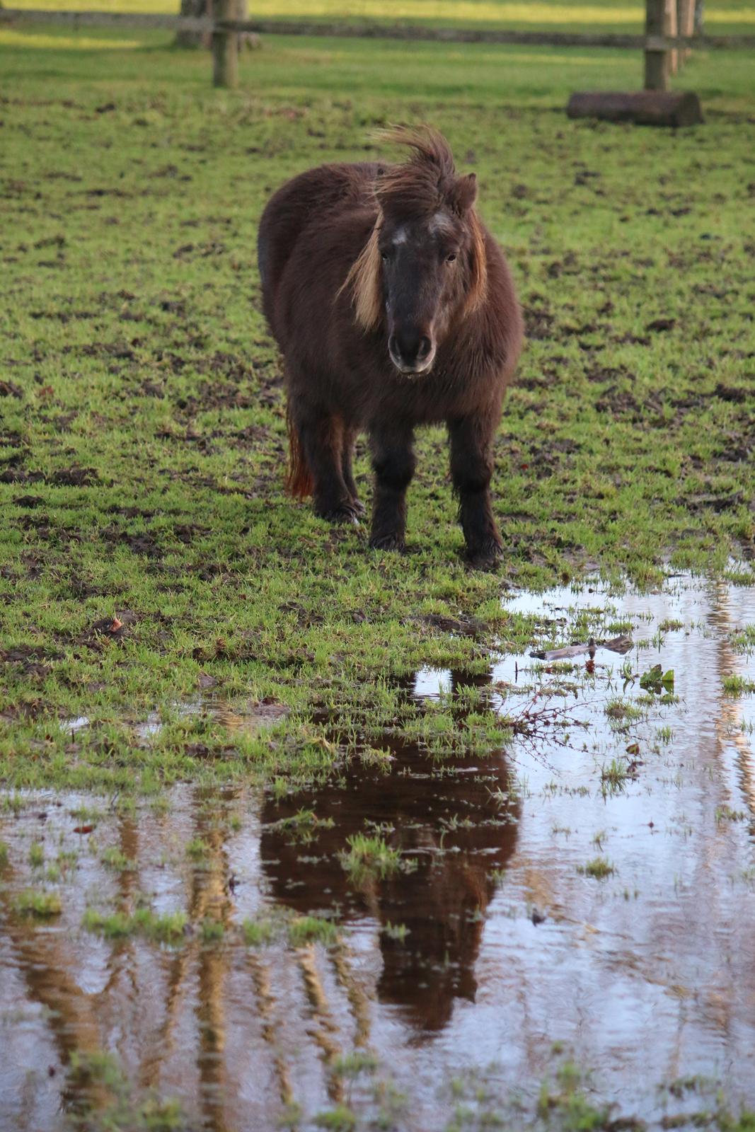 Shetlænder Jægergårdens Hikki - Foto : Mig billede 22