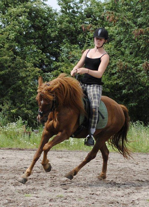 New Forest Grønvangs Surprise |Solleh| [R.I.P] - Sommeren 2011. Foto: Pernille BS billede 20