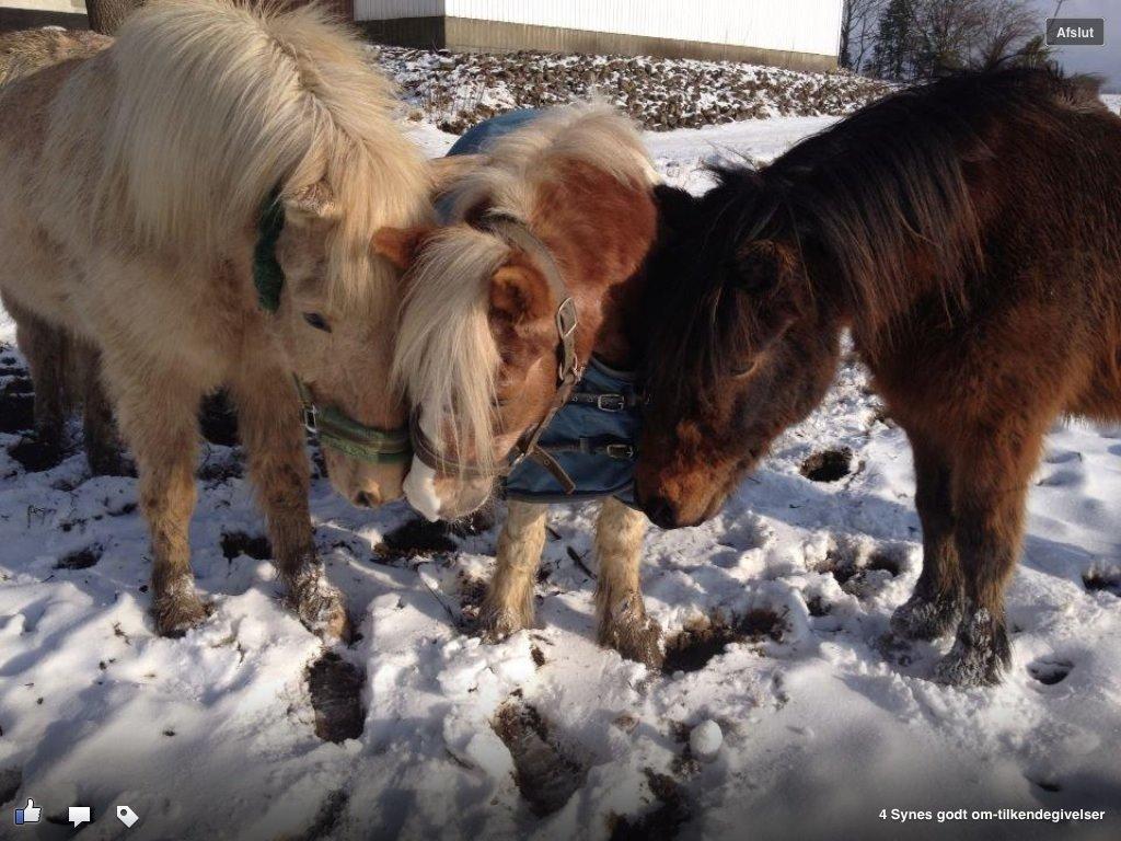 Islænder Glanni billede 5