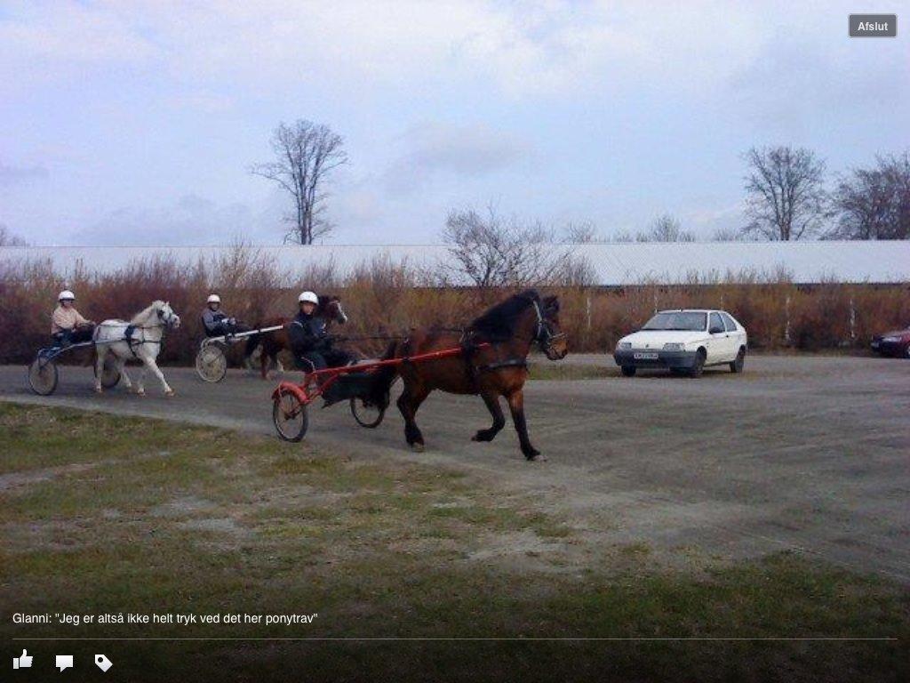 Islænder Glanni billede 6