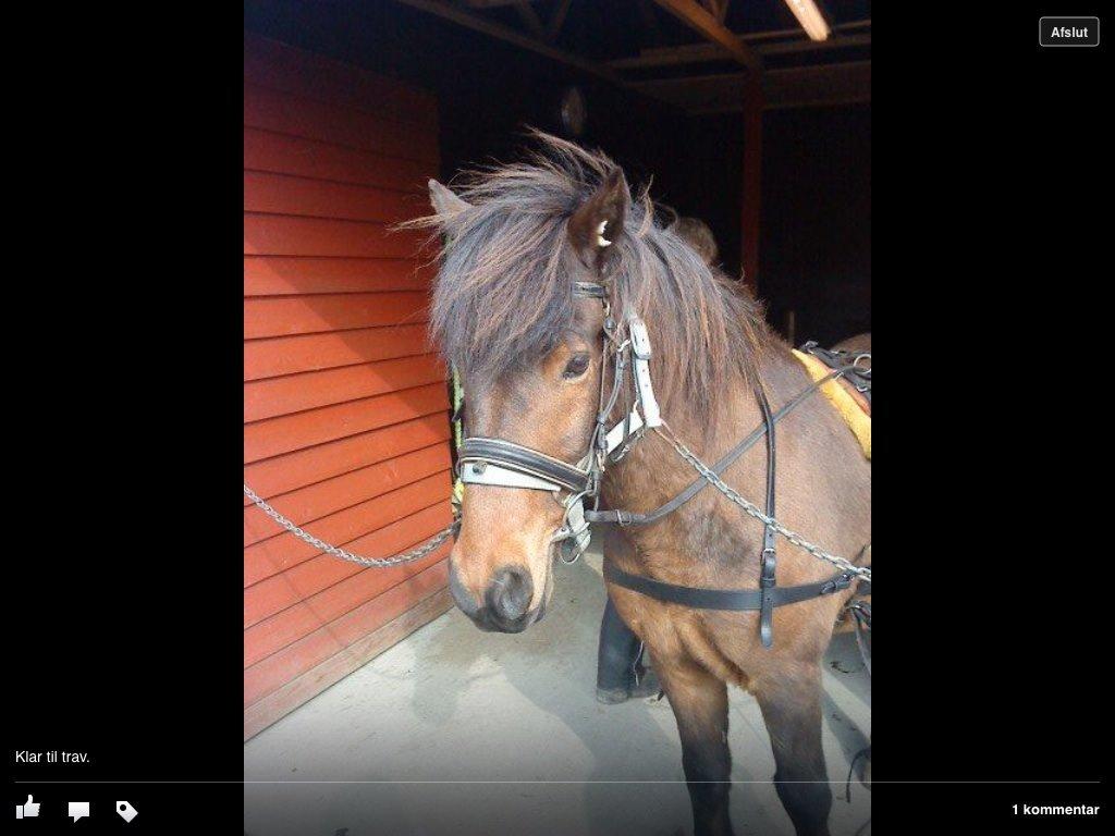 Islænder Glanni billede 7