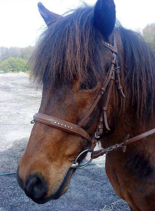 Islænder Glanni billede 8