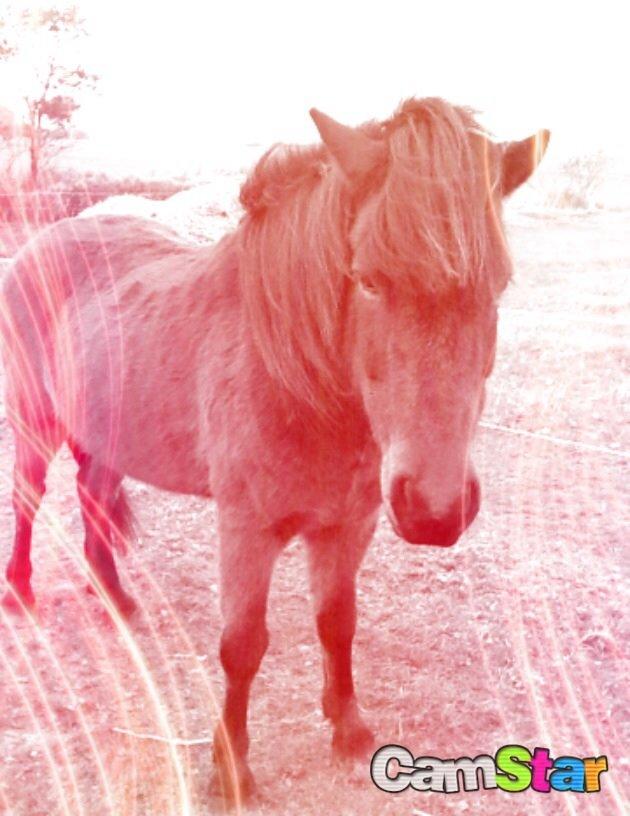 Islænder Glanni billede 9