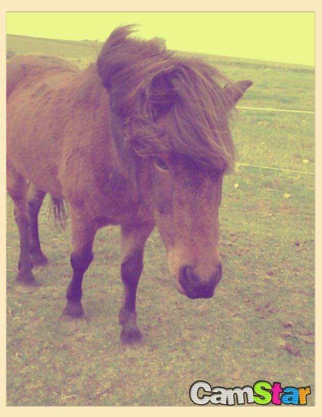 Islænder Glanni billede 10