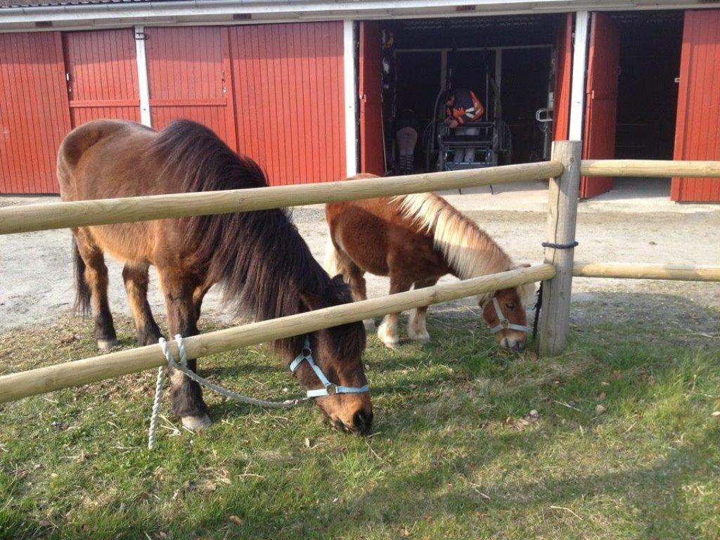 Islænder Glanni billede 11