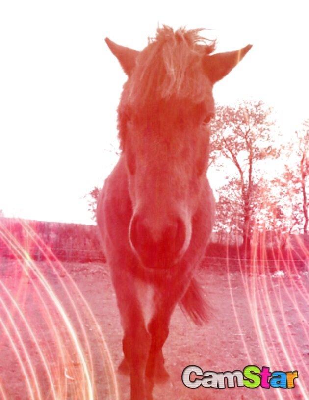 Islænder Glanni billede 12