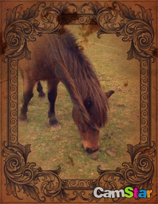 Islænder Glanni billede 13