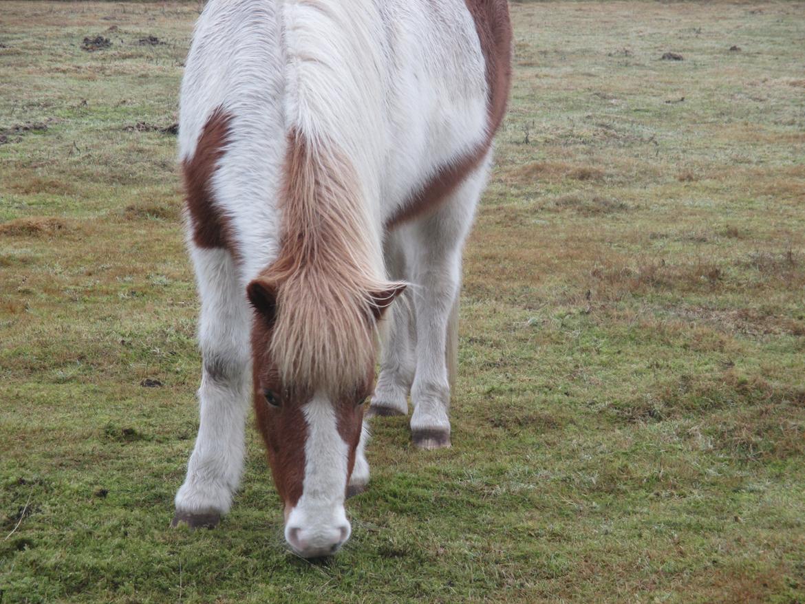 Islænder Tilviljun Fra Reykjum/Dudde - Taget med mit nye canon<3 billede 23