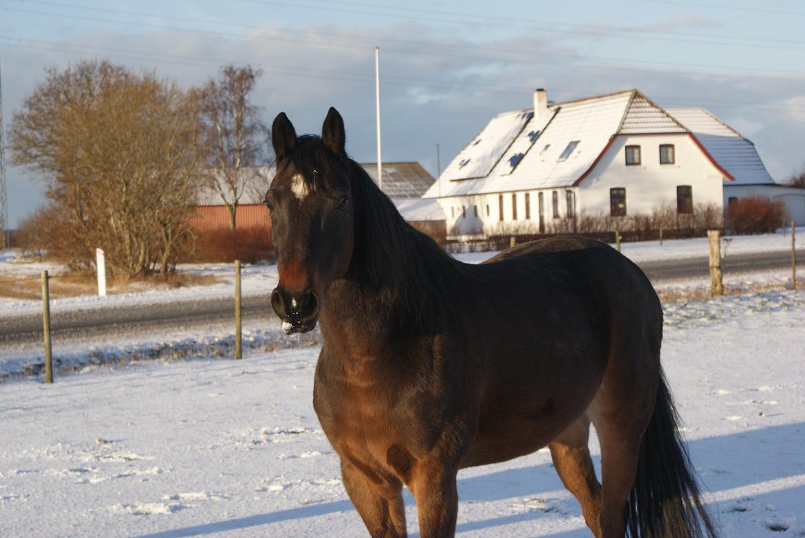 Anden særlig race Chili In Action - December 2013 billede 1