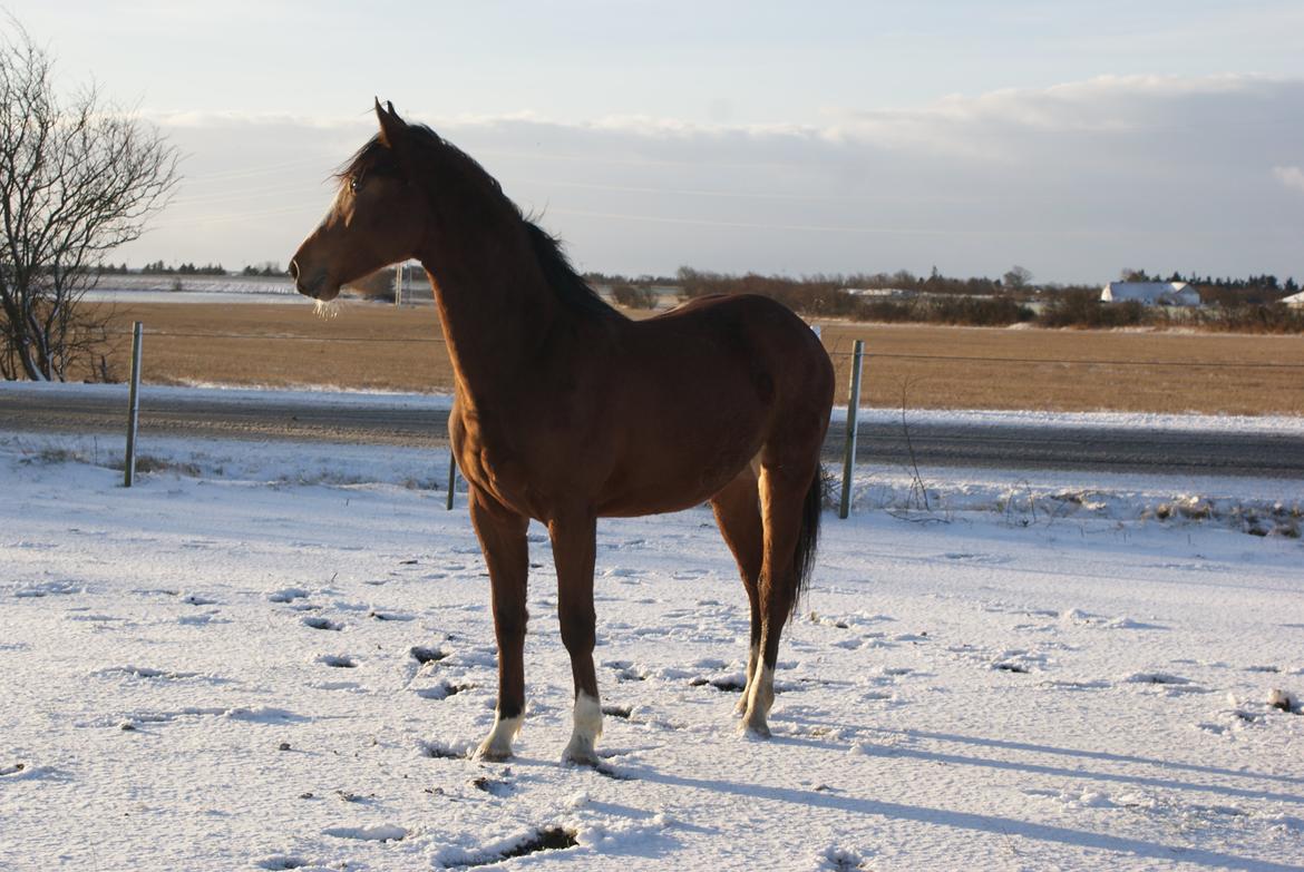 Welsh Partbred (Sec F) Skovsmindes Angelique (Angie) - dec 13 billede 1