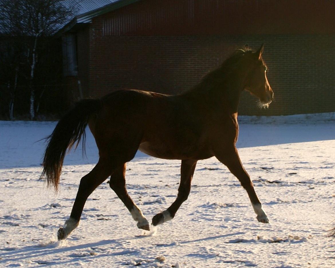 Welsh Partbred (Sec F) Skovsmindes Angelique (Angie) - dec 13 billede 4