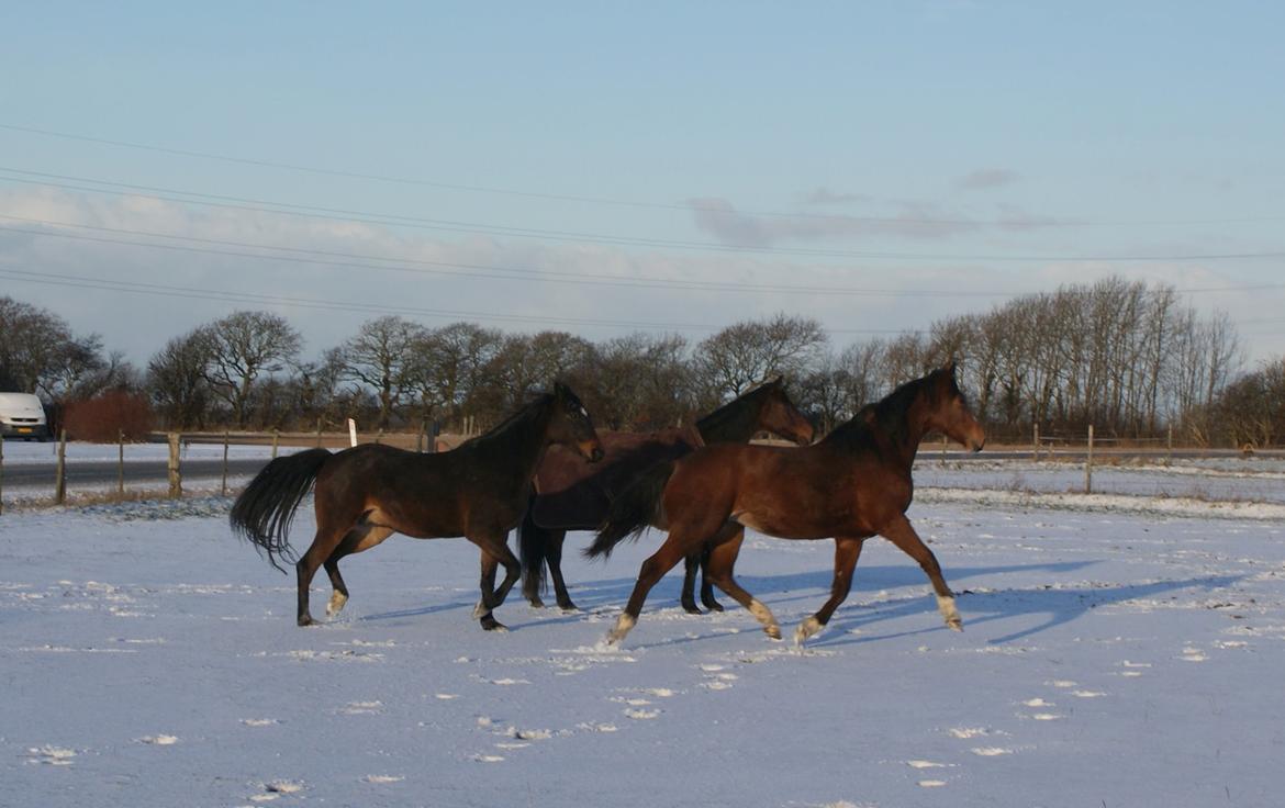 Welsh Partbred (Sec F) Skovsmindes Angelique (Angie) - dec 13 billede 2