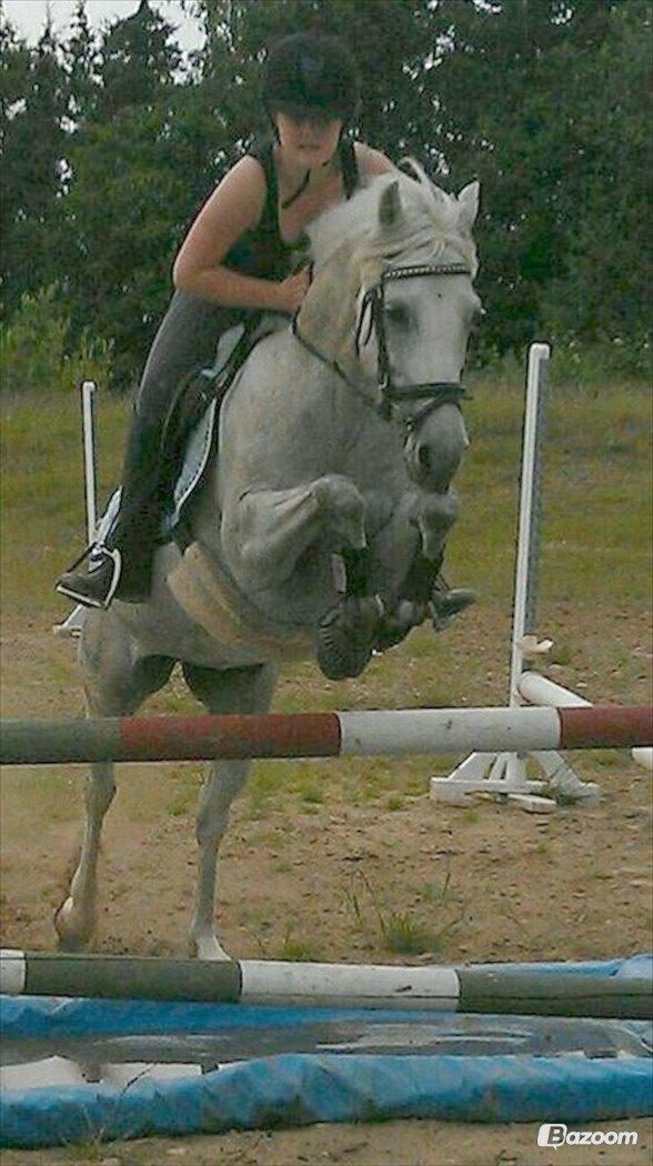 Anden særlig race Silver billede 19