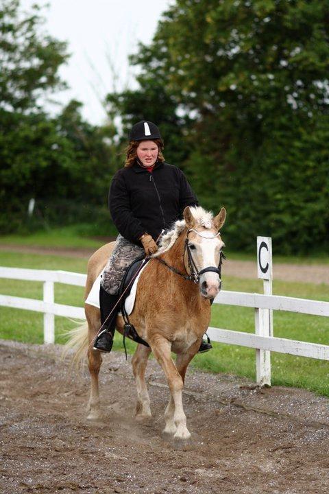 Tyroler Haflinger Nilly Kyhnaeb billede 14