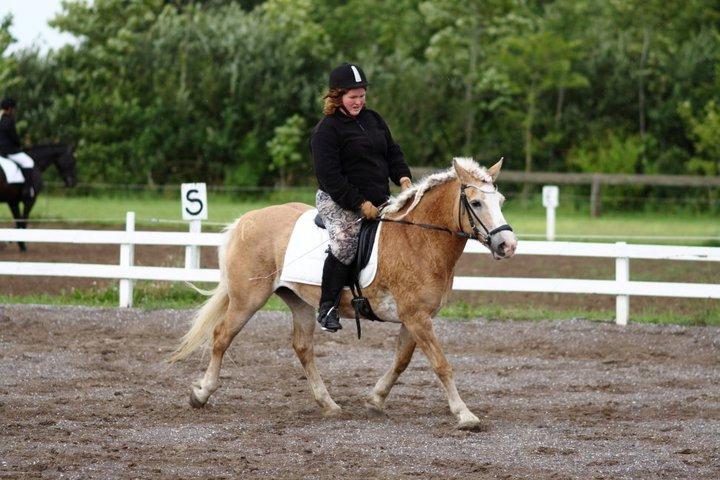 Tyroler Haflinger Nilly Kyhnaeb billede 15