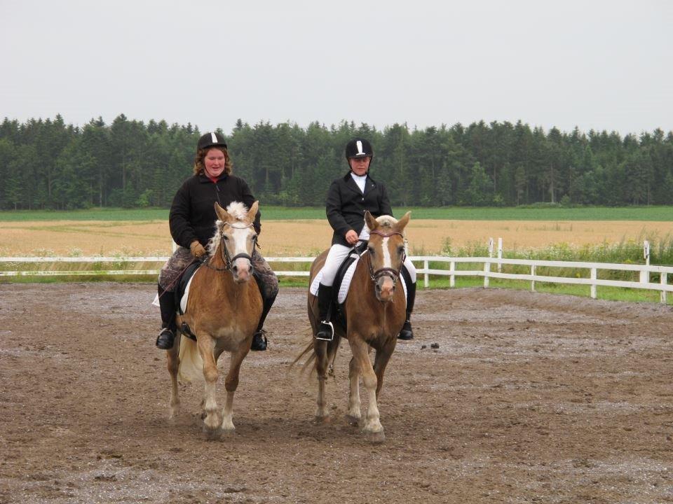 Tyroler Haflinger Nilly Kyhnaeb - Par de duxe.. med valerie og kathrine på BJR.. billede 16