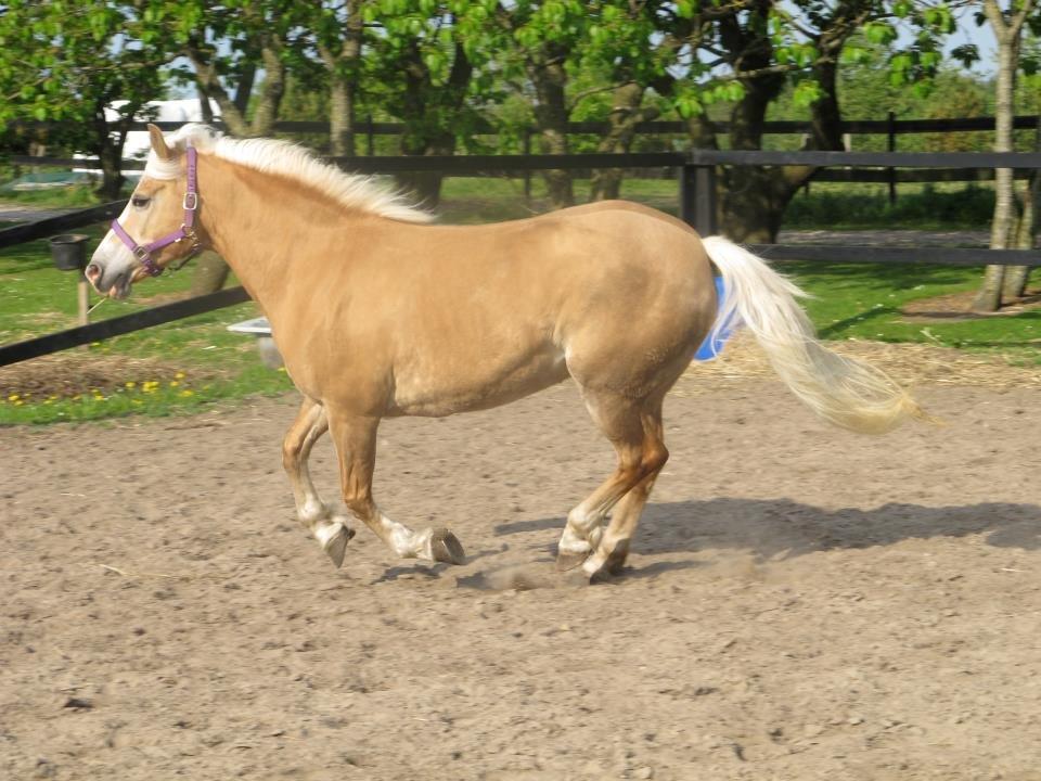 Tyroler Haflinger Nilly Kyhnaeb billede 17