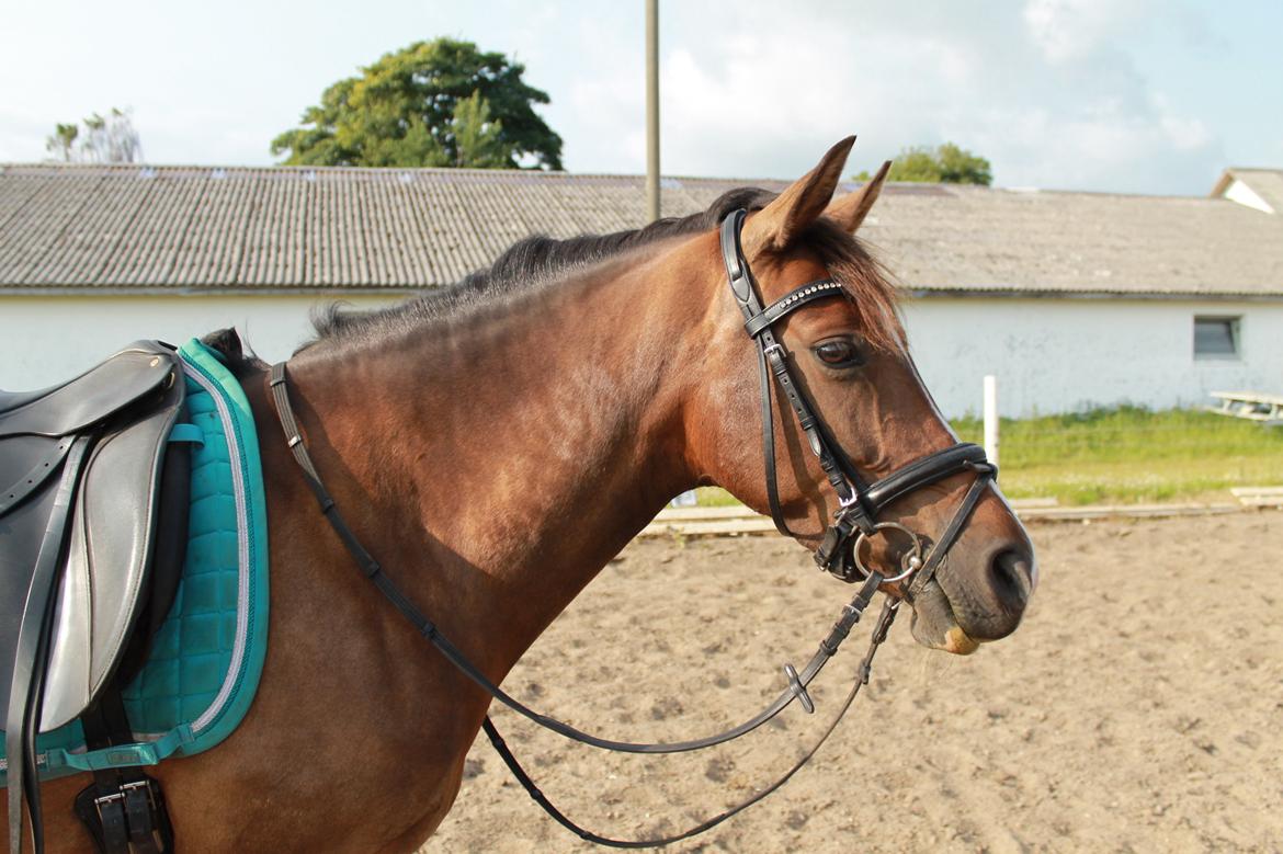 Anden særlig race Bonette billede 6