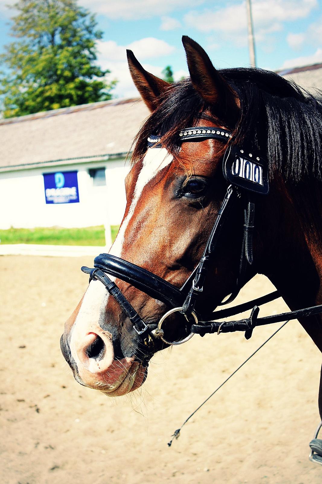 Anden særlig race Bonette billede 1