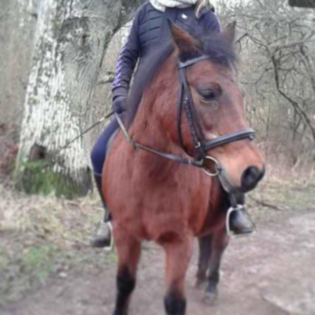 New Forest Cayenne  - Fantastisk tur i skoven i december måned <3 billede 13