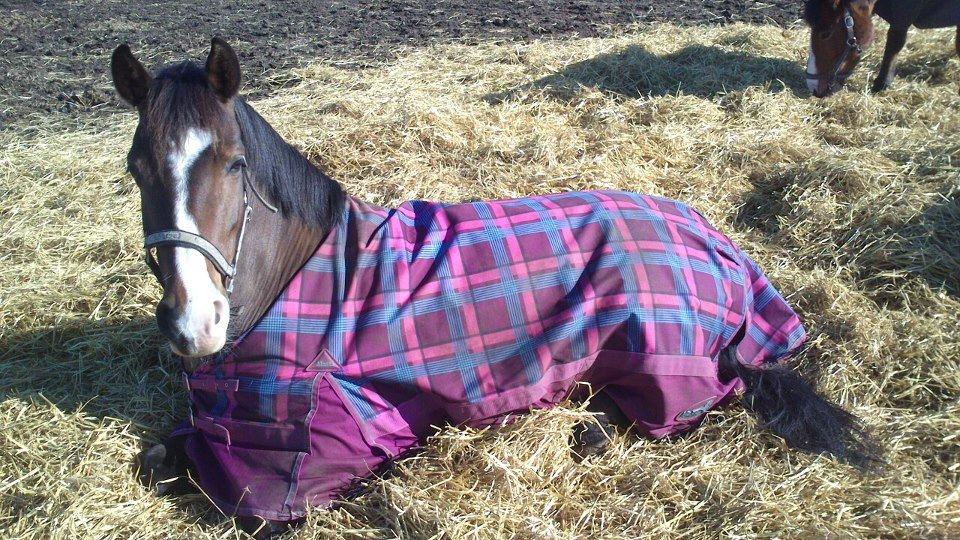 Anden særlig race Bonette - "Uh ha, hvis det ikke gør noget, så tager jeg mig lige en slapper her midt i maden, tak." billede 12