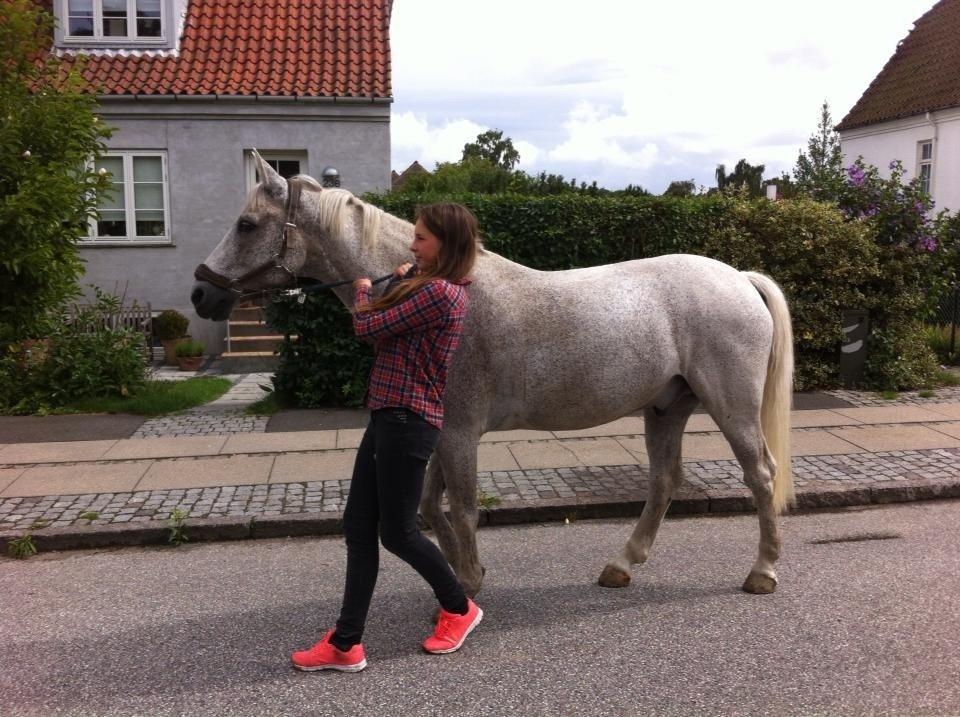 Anden særlig race Pajasso billede 5