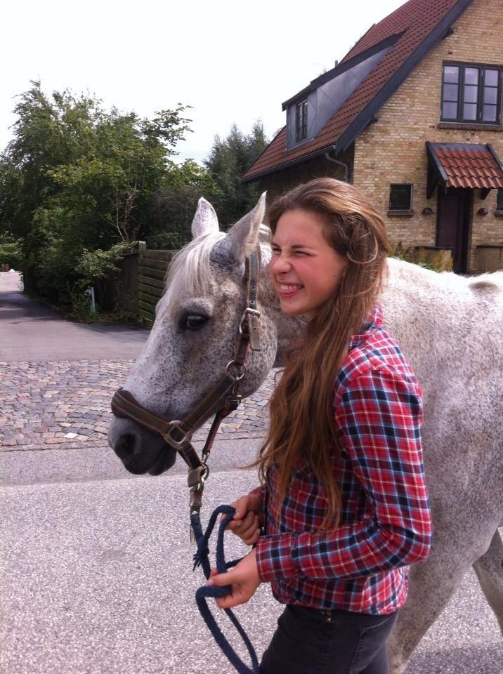 Anden særlig race Pajasso billede 7