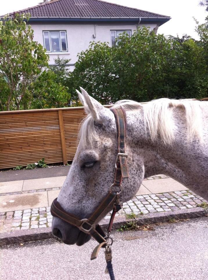 Anden særlig race Pajasso billede 9