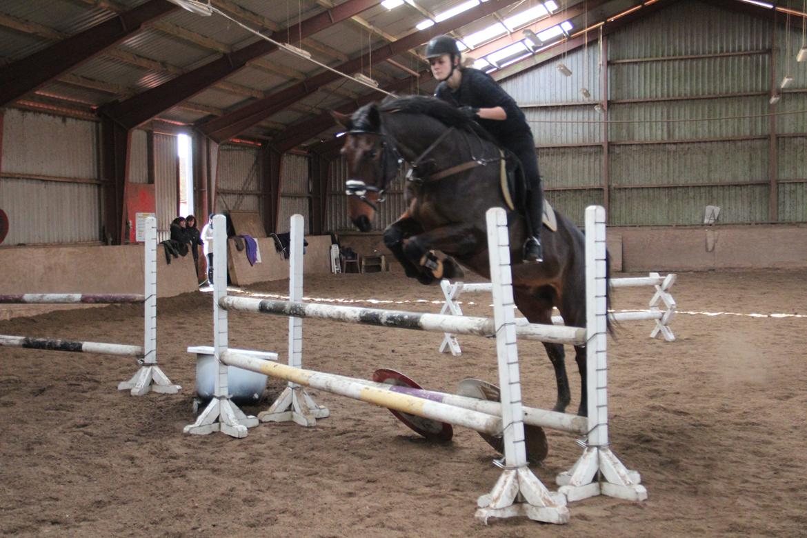 Dansk Varmblod Krogagers Cilla billede 20