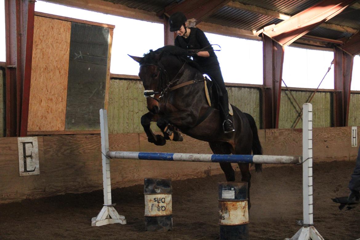 Dansk Varmblod Krogagers Cilla billede 13