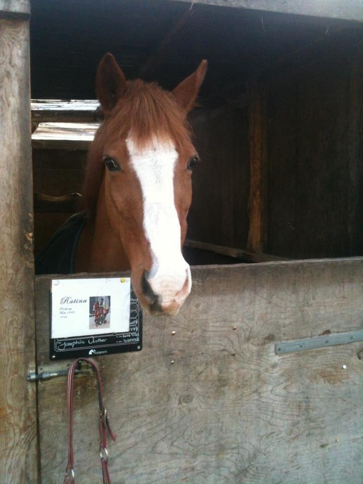Belgisk Sportspony Ratina billede 5