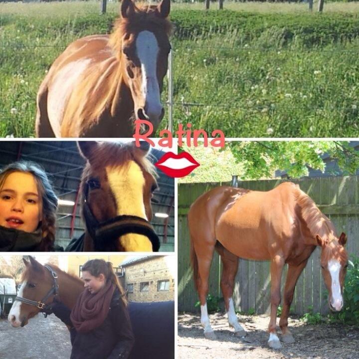 Belgisk Sportspony Ratina billede 8