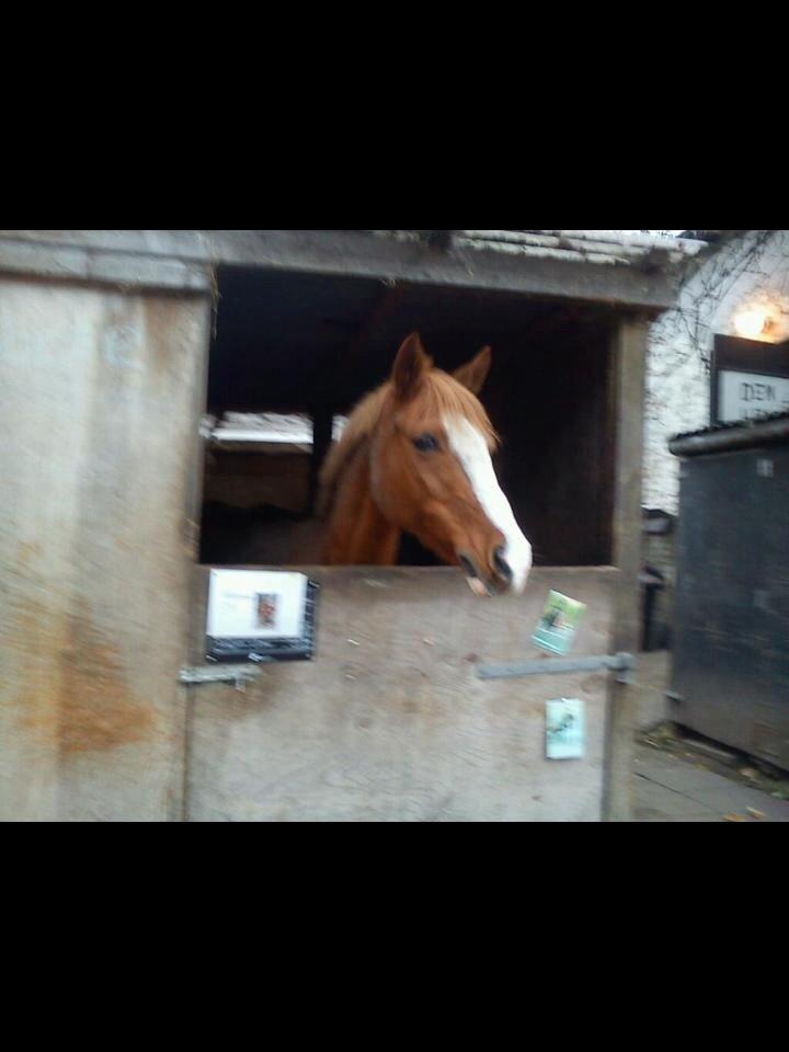 Belgisk Sportspony Ratina billede 10