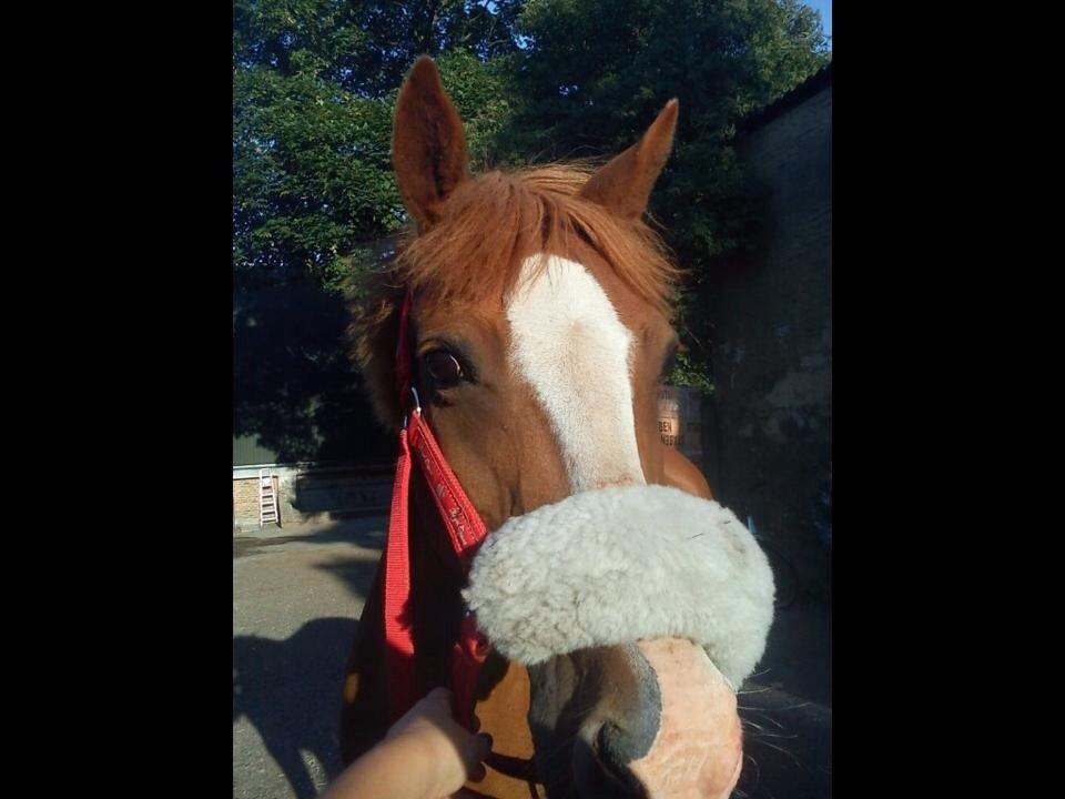 Belgisk Sportspony Ratina billede 11