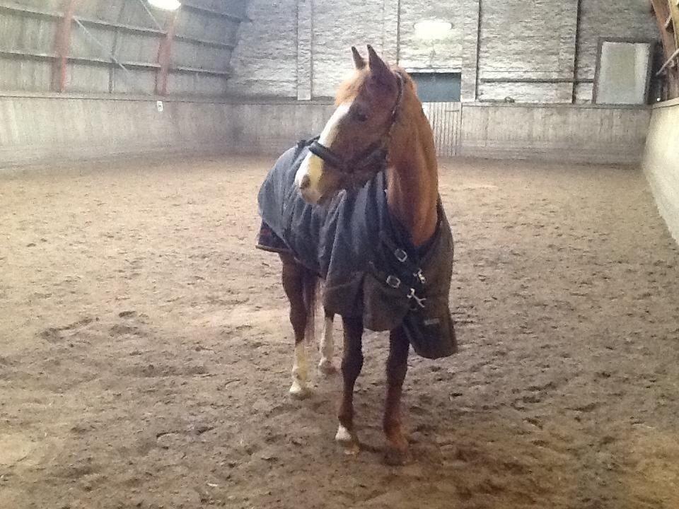 Belgisk Sportspony Ratina billede 12