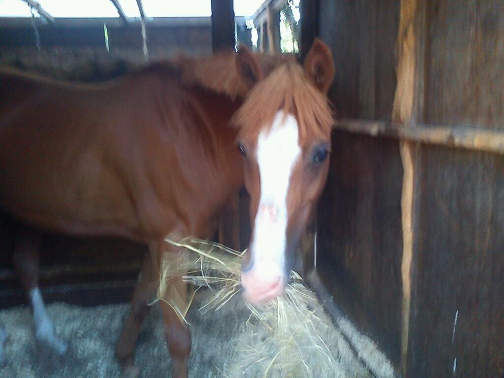 Belgisk Sportspony Ratina billede 13