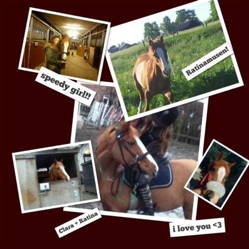 Belgisk Sportspony Ratina billede 16