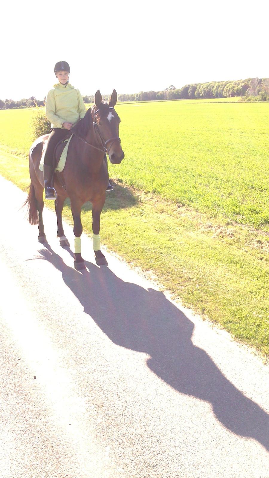 Anden særlig race Henriksøgaards Finaly May billede 22