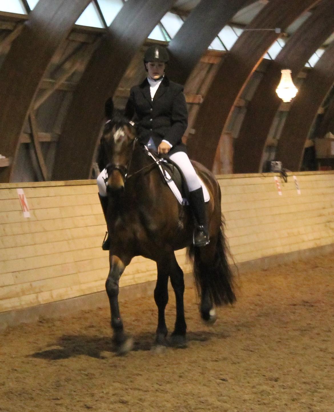 Anden særlig race Henriksøgaards Finaly May billede 25