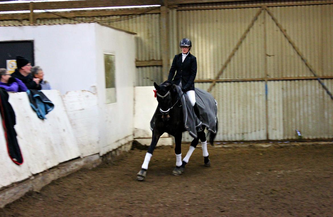 Hollandsk Varmblod Benneton <3 - Æresrunde :-) billede 5