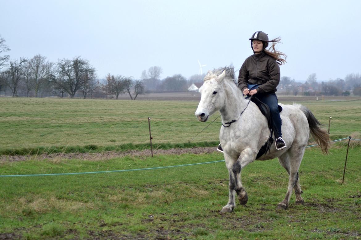 Anden særlig race Pasqual -My Unicorn- - Galop i cordeo<3 billede 7